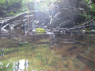 &copy; Zierfischfreunde Immenhausen-Holzhausen